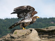Immature Bald Eagle ready for take off