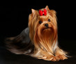 The Yorkshire Terrier on black background The Yorkshire Terrier on black background