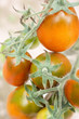 Tomato plantation