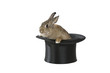 Hase im Hut