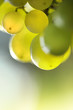 Bunch of green grapes background. Macro close-up Bunch of green grapes background. Macro close-up