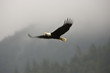 Golden Eagle in Flight