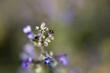 Tiny Corimelaena Beetle