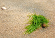 Am Strand