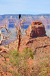 Rabe am Grand Canyon