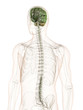 CNS