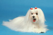 bichon maltais très blanc avec noeuds rouges sur la tête
