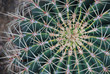 Ferocactus / Kaktus
