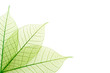 Nervures feuilles vertes