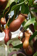 Nepenthes ventricosa