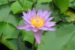 Fleur de lotus Fleur de lotus
