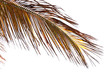 palme brune sur fond blanc palme brune sur fond blanc