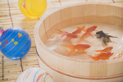 Photo: 金魚 金魚