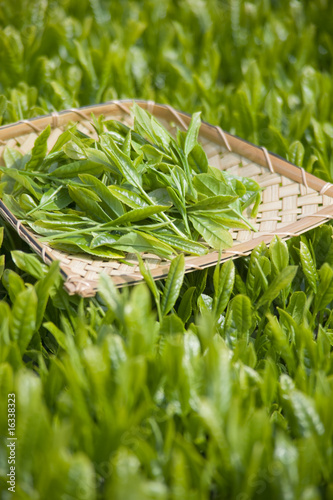 Foto: 茶畑と茶葉 茶畑と茶葉