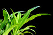 jeunes agaves sur fond noir jeunes agaves sur fond noir