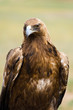 Golden Eagle. Aquila chrysaetos.
