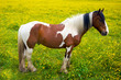 Pinto horse standing in field Pinto horse standing in field