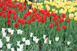 red and yellow tulips