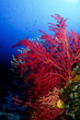 mediterranean sealife