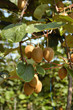 Kiwi sulla pianta