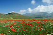 Fioritura Castelluccio 2009