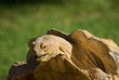 Tortuga