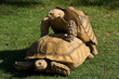 Tortugas copulando