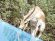 Gazelle am Pool in Dubai Emirate
