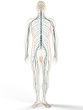 Das periphere Nervensystem