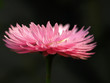 Sommerblume Sommerblume