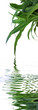 reflets d'agave