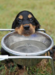 chiot à la gamelle