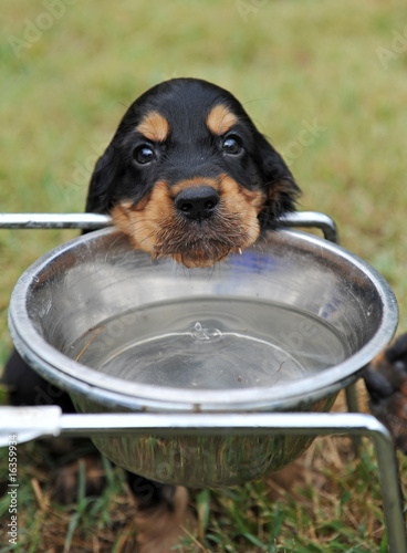 chiot à la gamelle chiot à la gamelle