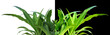 plants d'agaves sur fond blanc et sur fond noir plants d'agaves sur fond blanc et sur fond noir