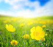 flowers and sunny day