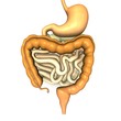 digestive system