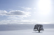 Tree in snowy field