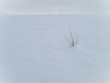 Grass in snowy field