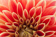 Dahlia