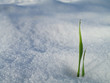 Grass growing in snow