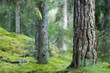 bäume wald