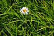 Alleine Margerite
