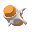 vertebra