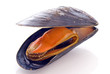Miesmuscheln