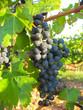 Vineyard and grapes Vineyard and grapes
