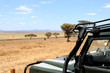 safari