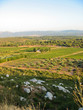 Landscape in Provence - Vineyards and olive trees Landscape in Provence - Vineyards and olive trees