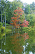Reflected Red Tree