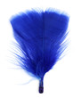 plume bleue plume bleue