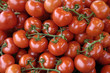 tomates grappes tomates grappes
